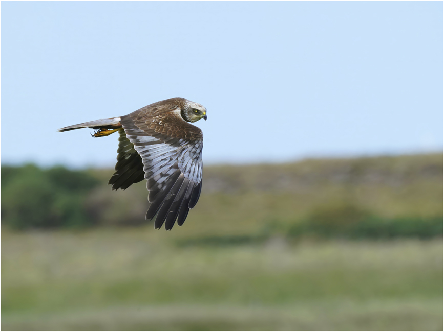Marsh harrier at Salthouse, Norfolk